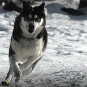 un husky s'enfuie