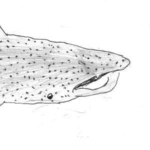 Requin baleine dessiné par Elzéar