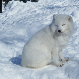 Alopex_lagopus,_Asahikawa_Asahiyama_Zoological_Park