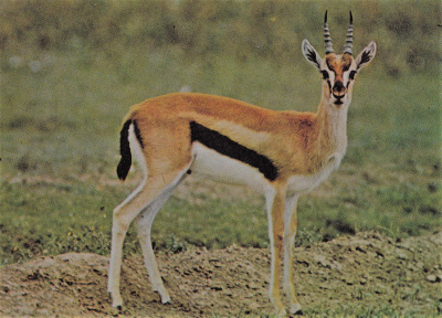 la gazelle