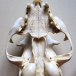 Crâne de chat vu de dessous : en bas, les deux bulles tympaniques (du tympan) servent à l'audition du chat.