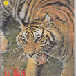 BTJ Les tigres