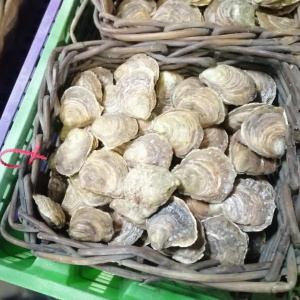HUITRES PLATES : des huitres rares maintenant. Elles sont les huitres présentes depuis toujours dans la région de Cancale…